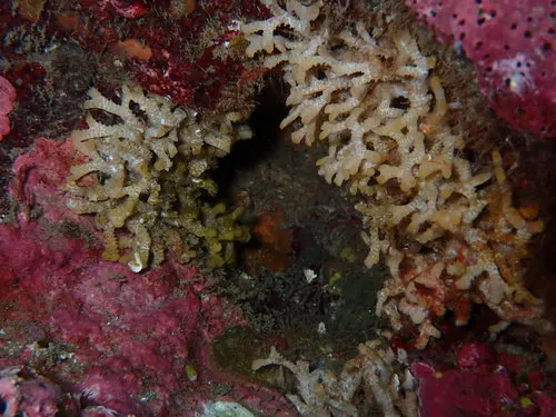 southern staghorn bryozoan