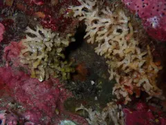 southern staghorn bryozoan thumbnail 1
