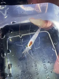Humpy Shrimp thumbnail 3
