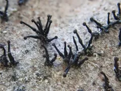 Caliciopsis calicioides thumbnail 2