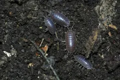 Swift Woodlouse thumbnail 3