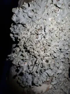 Borrer's Speckled Shield Lichen thumbnail 2
