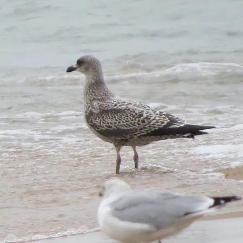 Lesser Black-backed Gull