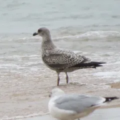 Lesser Black-backed Gull thumbnail 1