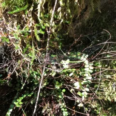 Wallace's spikemoss thumbnail 3