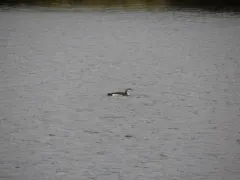 Arctic Loon thumbnail 4