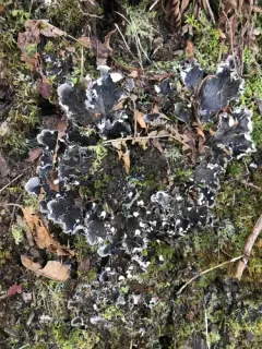 pale-bellied pelt lichen thumbnail 3