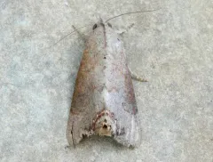 Hypocala Moth thumbnail 1