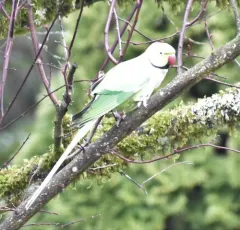 Rose-ringed Parakeet thumbnail 2
