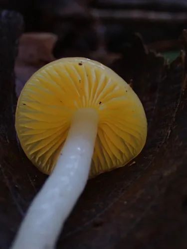 Golden-gilled Waxy Cap