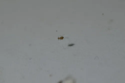 Dorypteryx domestica