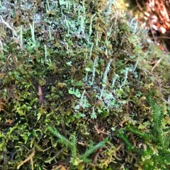 Trumpet Lichen thumbnail 5
