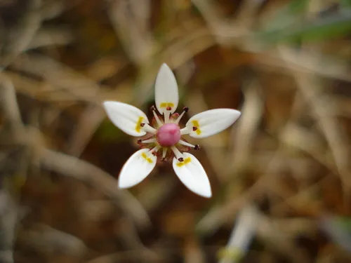 Leafy Saxifrage