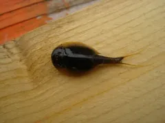 Arctic Tadpole Shrimp thumbnail 1