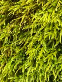 tree-skirt moss thumbnail 5