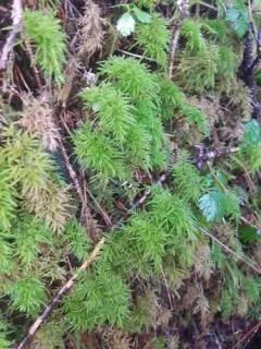 Pleuroziopsis ruthenica thumbnail 4