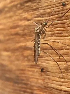 Impatient mosquito thumbnail 2