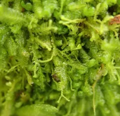 Bazzania Liverwort thumbnail 4