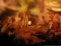 Badhamia populina thumbnail 2