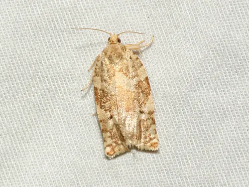 Larger Boxelder Leafroller Moth