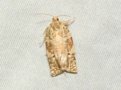 Larger Boxelder Leafroller Moth thumbnail 1