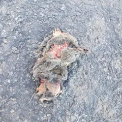Eastern Mole thumbnail 3