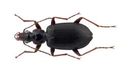 Platynus opaculus thumbnail 2