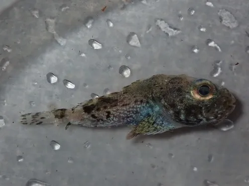 Darkfin Sculpin