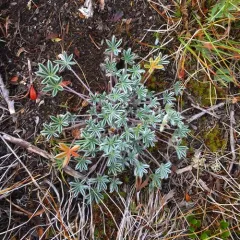 Dwarf Lupine thumbnail 3