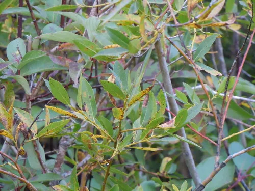 booth's willow