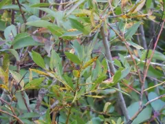 booth's willow thumbnail 1
