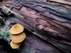 Flammulaster muricatus thumbnail 3