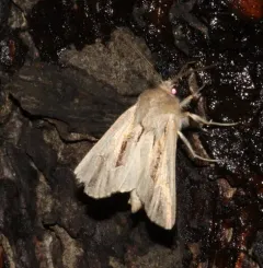 Four-lined Borer Moth thumbnail 4