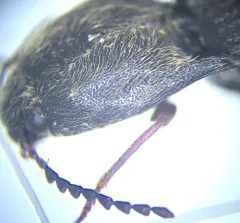 Ampedus impolitus thumbnail 2