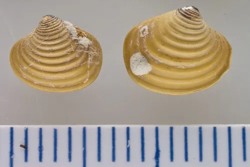 Montagu's Astarte Clam