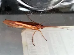 Yellowstar Northern Caddisfly thumbnail 4