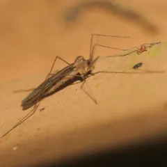 Paracladura trichoptera thumbnail 3