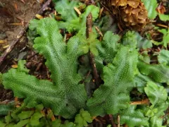 Great Scented Liverwort thumbnail 2