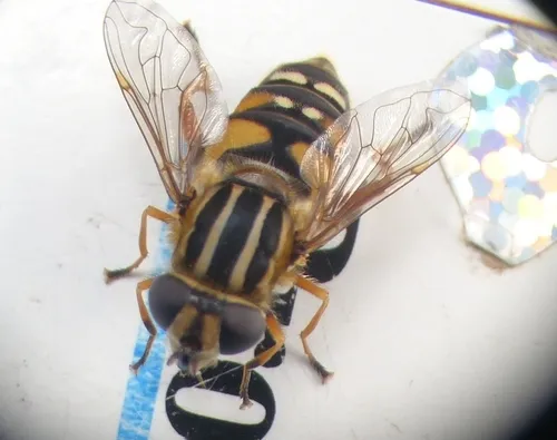 Yellow-legged Marsh Fly