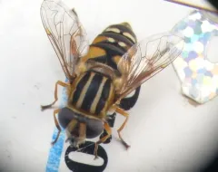 Yellow-legged Marsh Fly thumbnail 1