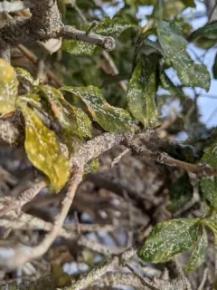 Euonymus Scale thumbnail 3
