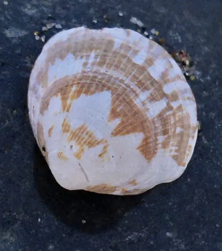 California Bittersweet Clam