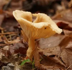 Fragrant Funnel thumbnail 2