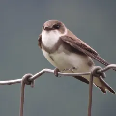 Bank Swallow thumbnail 1