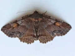 Washed-out Zale Moth thumbnail 2