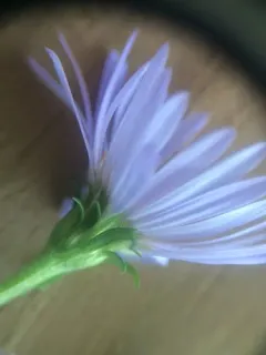 Anticosti aster thumbnail 1