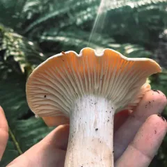 Meadow Waxcap thumbnail 2
