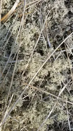 Reindeer Lichen thumbnail 2