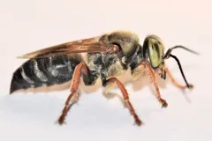 Tachytes aurulentus thumbnail 1