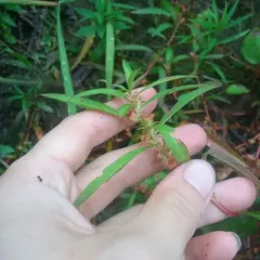 False loosestrife thumbnail 3
